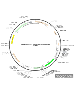 pLVshRNA-EGFP(2A)Puro-RBM4(human)-shRNA1