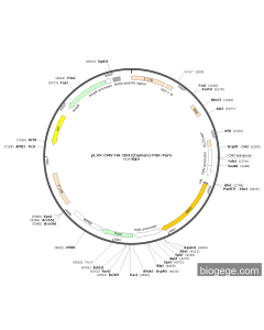 pLVX-CMV-HA-IDH1(human)-PGK-Puro