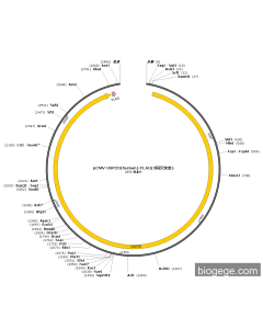 pCMV-USP20(human)-FLAG(3synonymous mutations)
