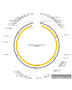 pCMV-USP29(human)-FLAG