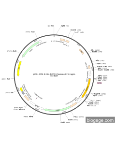 pCDH-CMV-8×His-RSPO1(human)-EF1-Hygro