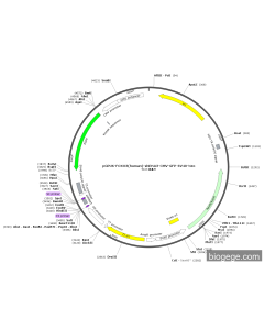 pGPU6-FOXO3(human)-shRNA3-CMV-GFP-SV40-Neo