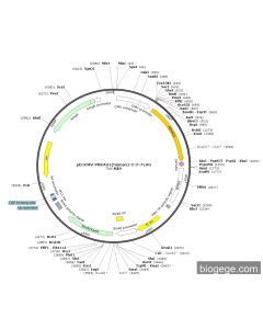 pEnCMV-PRKAG1(human)-3-3×FLAG