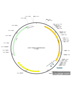 pUC57-Simple-GAPDH(human)