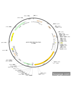 pLV3-CMV-MCS-Fluc-Puro