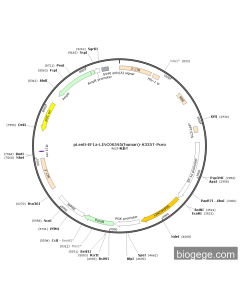 pLenti-EF1a-LINC00595(human)-A335T-Puro
