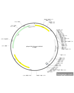 pSuper-RELA(human)-shRNA3
