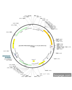 pEnCMV-PRKACB(human)-2-3×FLAG-SV40-Neo