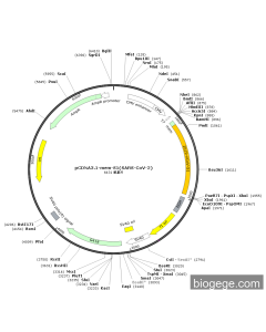 pCDNA3.1-Mem-S1(SARS-CoV-2)