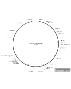 pTOPO-MZF1(rat)(3synonymous mutations)