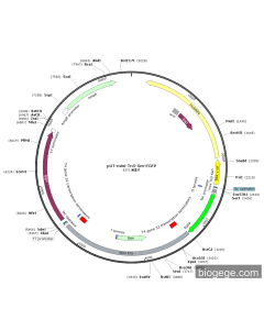 pUT-mini-Tn5-Gm-Tac-EGFP