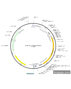pCMV-HA-N-OPRM1(human)