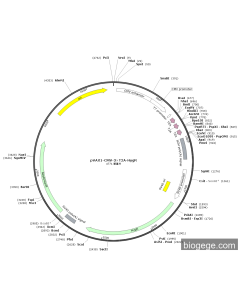 pVAX1-CMV-MCS-3×T2A-SV40-Hyg