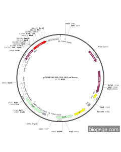 pCAMBIA1300-35S-NES-mCherry