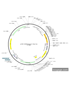 pCMV-CAMP(human)-3×Myc-Neo