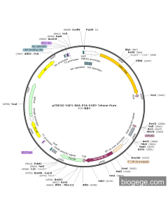 pTRE3G-YAP1-8SA-P2A-EGFP-Tetone-Puro