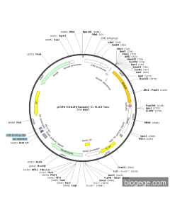 pCMV-EDA2R(human)-3×FLAG-Neo