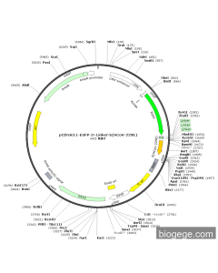 pCDNA3.1-EGFP-3×Linker-E(HCoV-229E)