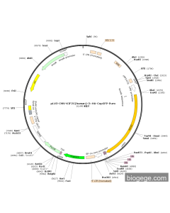 pLV3-CMV-KIF2C(human)-3×HA-CopGFP-Puro