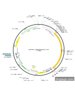 pCDNA3.1-IKBKE(human)-3×HA