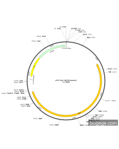 pYX-Asc-Upf1(mouse)