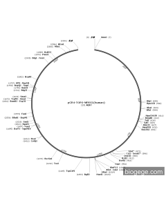 pCR4-TOPO-MPEG1(human)