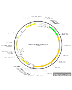 pEGFP-C1-SEMA6B-c2056t(human)