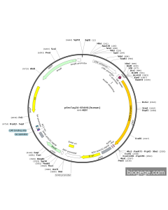 pSecTag2A-SPAM1(human)