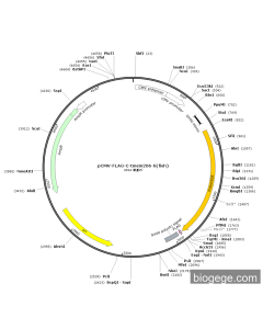 pCMV-FLAG-C-TMEM206-6(fish)