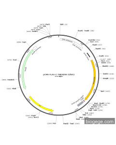 pCMV-FLAG-C-TMEM206-5(fish)