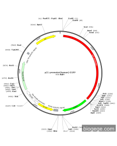 p21-promoter(human)-EGFP