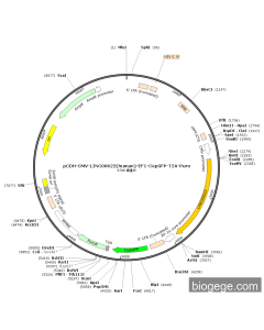 pCDH-CMV-LINC00622(human)-EF1-CopGFP-T2A-Puro