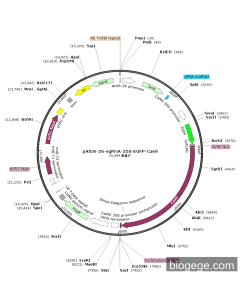 pAtU6-26-sgRNA-35S-EGFP-Cas9