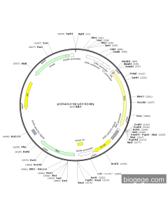 pCDNA3.0-HA-p53-R248Q