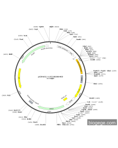 pCDNA3.1-LOC100506403