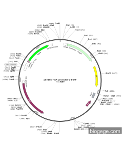 pET16b-recA promoter-2-EGFP