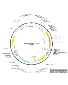 pCDNA3.1-AURKB-2-3×HA