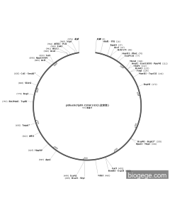 pBlueScriptR-CSNK1G3(1point mutation)