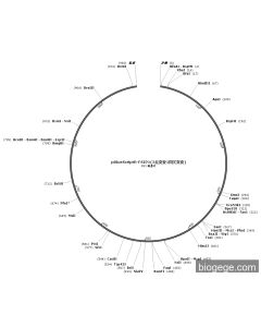pBlueScriptR-FSIP1(2point mutation1synonymous mutations)