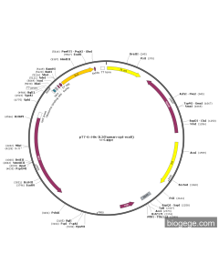 pT7-6×His-IL3(human-opt-ecoli)