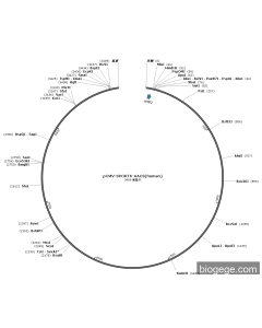 pCMV-SPORT6-AACS(human)