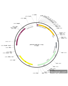 pBV220-pelB-PDL-1 trap