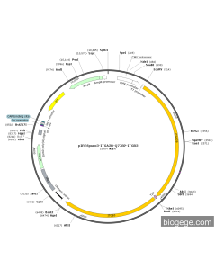 pLV3-CMV-Akr1d1(mouse)-3×FLAG-Puro