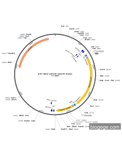 pGH-alpha Subunit-Subunit Omega