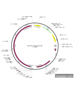 pET28a-6×His-dCas9-20E