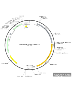 pMIR-Report-JUN 3’UTR-△401-453
