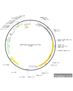 pMIR-Report-JUN 3’UTR-△483-734