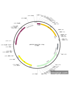 pBV220-OmpA-PDL-1 trap