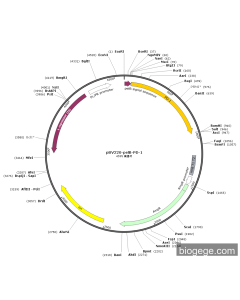 pBV220-pelB-PD-1