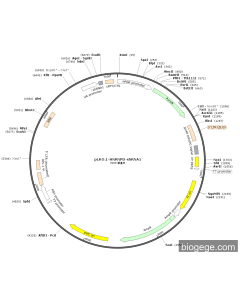 pLKO.1-HNRNPD-shRNA1